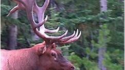 Biggest Bull Elk Showing His Attentive Courting Behavior During the Elk Rut - the Sheriff | Wildlife On Video