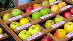 Apple Day at Gunby Hall and Gardens