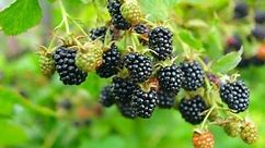 How to Grow Blackberries - Complete Growing Guide