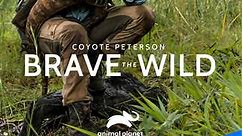Coyote Peterson: Brave the Wild: Season 1 Episode 17 To Catch a Monitor