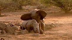 Animal Fight Night: Elephant vs. Rhino