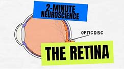 2-Minute Neuroscience: The Retina