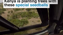 Kenya is planting trees with these special seedballs