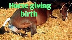 Horse/Horse giving birth | The whole process stages through the labour/ Horse birth documentary