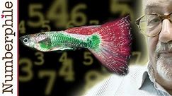 Can Fish Count? - Numberphile