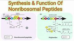 Synthesis And Functions Of Nonribosomal Peptides . Lecture no =21