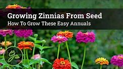 Growing Zinnias From Seed - How To Grow These Easy Annuals