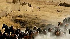 Government board votes to kill 45,000 wild horses