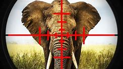 Botswana Threatens to Send Germany 20K Elephants
