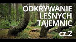 Lasy w Polsce — odc. 2 — czyta: K. Czubówna