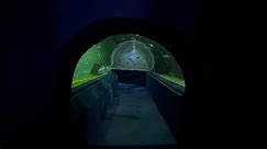 Virtual Walk - Chiang Mai Sea Tunnel and Aquarium - Thailand