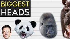 Biggest Heads In The World - Size Comparison