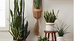 How to Grow and Care for Snake Plant