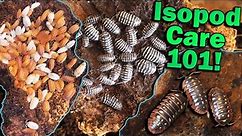 How to Care for Isopods!