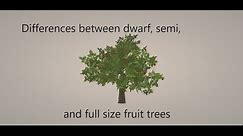 Difference between Dwarf, Semi Dwarf, and Full size fruit trees to grow succesfully