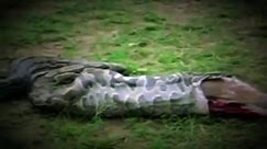 Discovery Channel Documentary: EATEN ALIVE (Full Full HD)