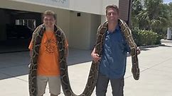 Longest python recorded captured in Fla.