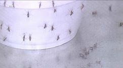 4 cases of malaria reported in Sarasota Co., statewide health advisory issued
