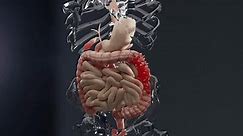 Anatomy of the human digestive system, concept of the intestine, diverticulitis, 3d render