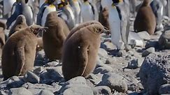 马可罗尼企鹅换羽时，是最虚弱的时期，遭遇天敌的攻击只能陨落！