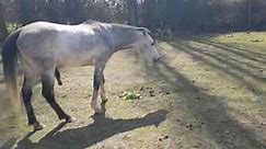 A girl play with Big mura horse