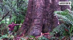 TOP 10 BIGGEST TREES ON EARTH _ Giants of Nature_ The Biggest Trees in the World _ - video Dailymotion