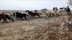 Wild horses-divlji konji-Livno-Bosna i Hecegovina