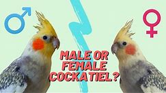 Do You Have A Male or Female Cockatiel? | How to Determine Cockatiel Gender