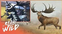 Giant Irish Elk: The Largest Deer To Ever Live | Extinct Animals Documentary | Real Wild