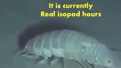 It is currently Real isopod hours