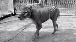 Newly released footage from 1935 captures last-known thylacine