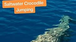 Amazing footage from our drone capturing an enormous salt water crocodile swimming through crystal clear water! 2nd clip we feed one! #crocodile #crocs #saltwater #drone #dronevideo #drones #diving #scuba