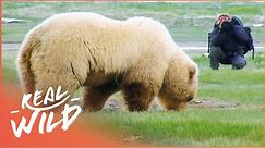 Alaska's Gigantic Grizzly Bears | Giant Grizzlies | Real Wild