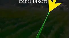 Automated Laser Bird Deterrent | Tech Moments