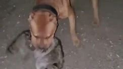 Pit Bull Mauled A Racoon