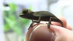 Rescued rare chameleons smuggled into Austria inspire new centre at country's zoo (3)