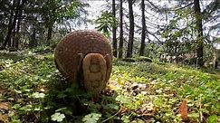 Three-Banded Armadillo Gets The Zoomies