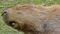 Capybara : The Biggest Rodent in The World - Bigger Than Any Giant Rat