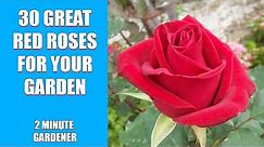 30 Great Red Roses for Your Garden