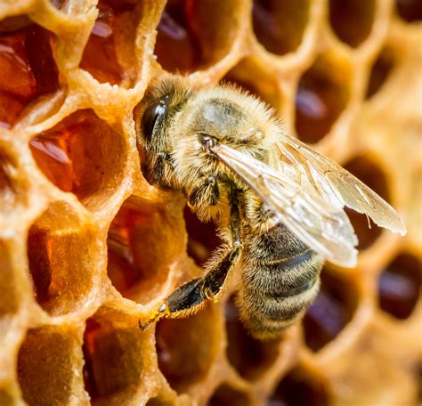 ideas   honey beeswax  apiary business