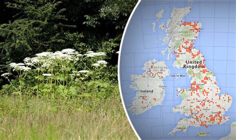 giant hogweed map are you at risk from toxic plant that