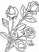 Drawing Rosas Flori Colorat Colorluna Desene Planse Flores Getdrawings Colorier Bunch Homecolor Choisir Tableau Fleurs sketch template