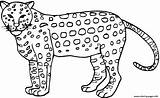 Cheetah Coloring Print Animal Pages Printable Color sketch template