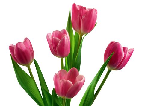 tulip wallpaper pink tulip