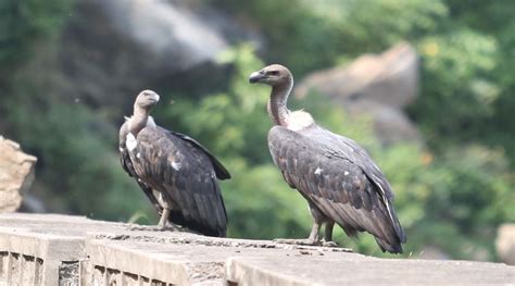 white backed vultures set   released  wilderness today