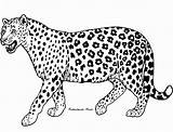 Leopard Coloring Cheetah Pages Print Kids Jaguar Realistic Printable Animals Colour Drawing Animal Clipart Dibujo Color Google Adults Guepardo Imprimir sketch template