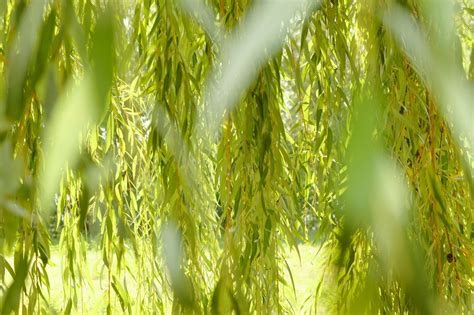 willow branches  photo  freeimages