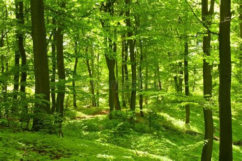 groen bos stock foto image  voetpad lente duits