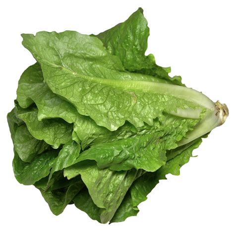 lettuce clipart lettuce slice lettuce lettuce slice transparent