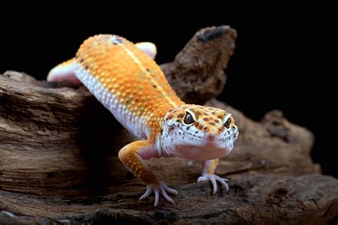 leopard gecko   cuter   expect factsnet